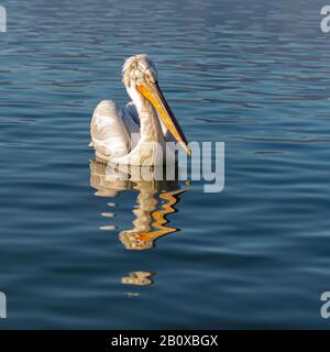 Der Dalmatiner Pelikan (Pelecanus crispus) schwimmend auf dem Kerkini-See, Nordgriechenland. Stockfoto