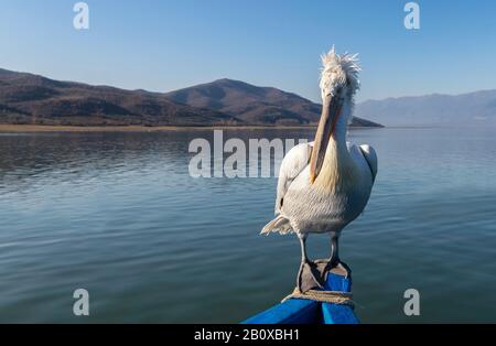 Dalmatiner Pelikan (Pelecanus crispus), der auf einem Boot auf dem Kerkini-See in Nordgriechenland steht. Stockfoto