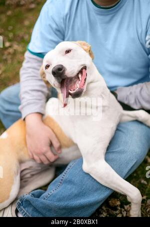 Ein glücklicher Pit Bull Terrier gemischter Rassehund, der in einem Schoß einer Person sitzt Stockfoto