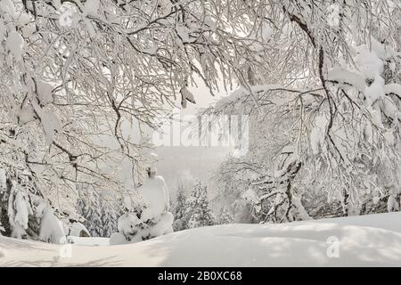 Glitzernder Hoarfrost an den Zweigen eines Winterwaldes an einem Hang an einem sonnigen Frosttag Stockfoto