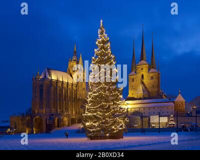 Domplatz mit Weihnachtsbaum, Dom und Severikkirche, Erfurt, Thüringen, Deutschland, Stockfoto