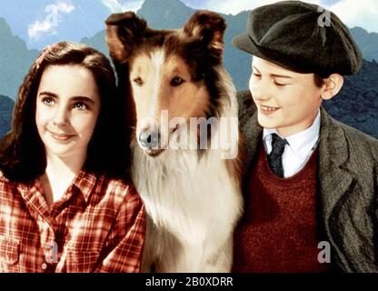 Lassie KOMMT 1943 MGM-Film mit Elizabeth Taylor und Roddy McDowall NACH HAUSE Stockfoto