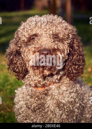 Lagotto Romagnolo Dog Closeup, Waffenhund Stockfoto