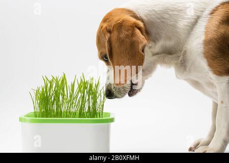 Nahaufnahme von Beagle schnüffelt Roggensprosse. Isoliert auf weißem Hintergrund. Stockfoto