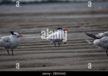 Royal Terns on the Beach an einem windigen Tag in Tybee Island Georgia USA Stockfoto