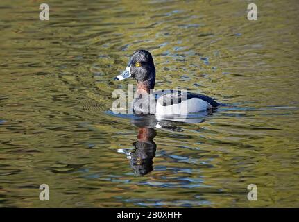 Porträt einer Ente mit Ringhalsausschnitt, Aythya Collaris, an einem Teich im Zentrum von Oregon. Stockfoto