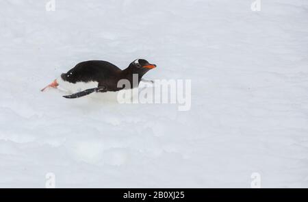 Gentoo-Pinguin, Pygoscelis papua-tobagganing am Palava Point auf Zwei Hummock-Inseln im Palmer Archipel, Antarktis. Stockfoto