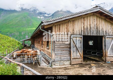 Alpenkühe stehen neben einer Holzscheune in den österreichischen Alpen. Im Hintergrund eine Steinstraße und grüne grasige Almwiese, Weide.