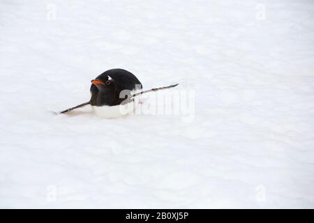 Gentoo-Pinguin, Pygoscelis papua-tobagganing am Palava Point auf Zwei Hummock-Inseln im Palmer Archipel, Antarktis. Stockfoto