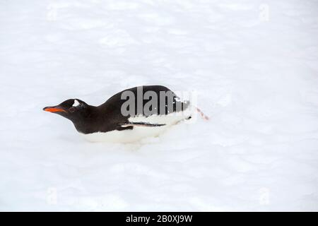 Gentoo-Pinguin, Pygoscelis papua-tobagganing am Palava Point auf Zwei Hummock-Inseln im Palmer Archipel, Antarktis. Stockfoto