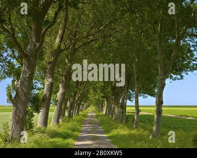 Pappel-Eschen-Allee bei Carolinensiel, Frisia, Niedersachsen, Deutschland, Stockfoto