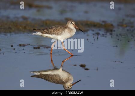 Der gewöhnliche Rotschank oder einfach Rotschank ist eine eurasische Wader in der Großfamilie Scolopaciden. Stockfoto