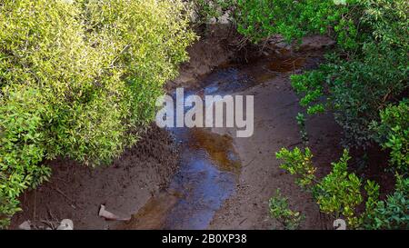 Der Blick hinunter durch ein Gerüst von Baumzweigen geht bei Ebbe auf einen kleinen schlammigen Bach Stockfoto