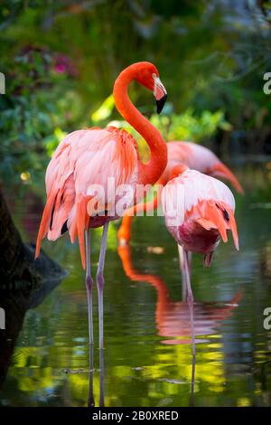 Amerikanische Flamingo (Phoenicopterus Ruper) im Teich an Everglades Wonder Garten, Bonita Springs, Florida, USA Stockfoto