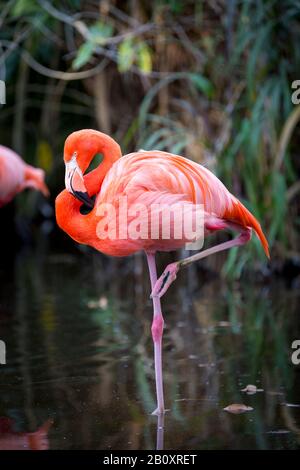 Amerikanische Flamingo (Phoenicopterus Ruper) im Teich an Everglades Wonder Garten, Bonita Springs, Florida, USA Stockfoto