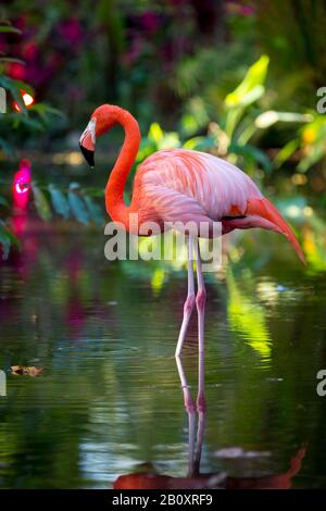 Amerikanische Flamingo (Phoenicopterus Ruper) im Teich an Everglades Wonder Garten, Bonita Springs, Florida, USA Stockfoto