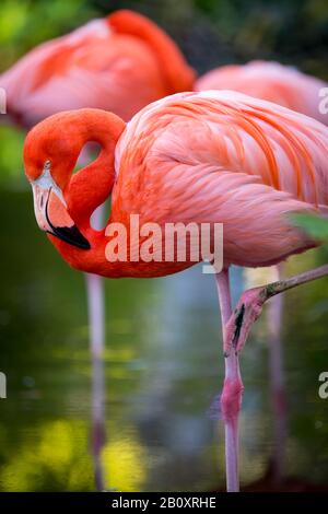 Amerikanische Flamingo (Phoenicopterus Ruper) im Teich an Everglades Wonder Garten, Bonita Springs, Florida, USA Stockfoto