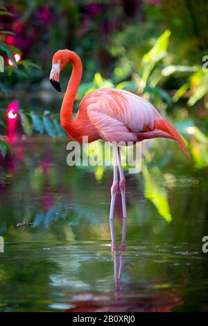 Amerikanische Flamingo (Phoenicopterus Ruper) im Teich an Everglades Wonder Garten, Bonita Springs, Florida, USA Stockfoto