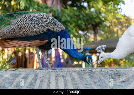 Männlicher Pfau und eine weiße indische Pfaueneule (Afropavo, Pavo) im Everglades Wonder Garden, Bonita Springs, Florida, USA Stockfoto