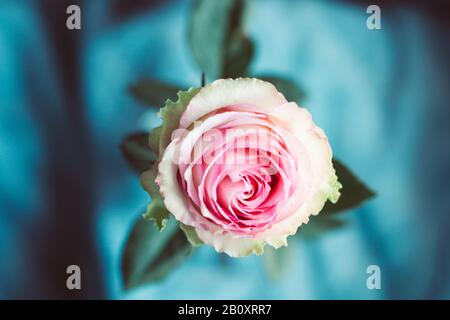 Rosa Rose. Eine Nahaufnahme schöner Rose. Stockfoto