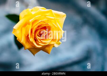 Gelbe Rose. Eine Nahaufnahme schöner Rose. Stockfoto