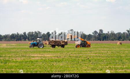 Einen landwirtschaftlichen Traktor Lader lasten Heuballen in einen Traktor Anhänger auf dem Feld Stockfoto