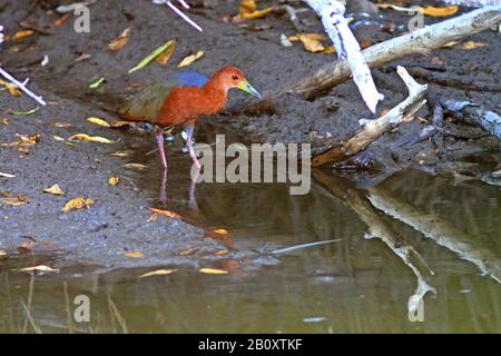 Rufoushalsige Wood-Rail (Aramide axillaris), im Flachwasser stehend, Seitenansicht, Mexiko Stockfoto