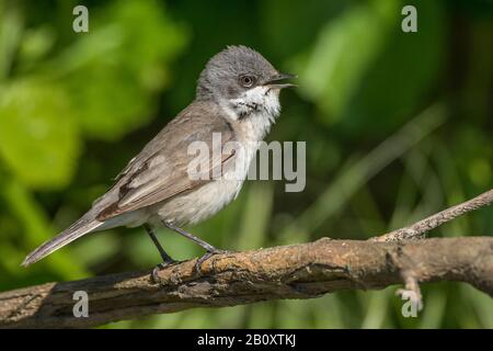 Weniger weiß-ethroat (Sylvia curruca), sitzt auf einer Filiale, Rumänien, Rumänien Stockfoto