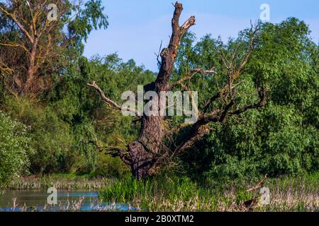 Flutwald im Donau-Delta, Rumänien, Donau-Delta Stockfoto