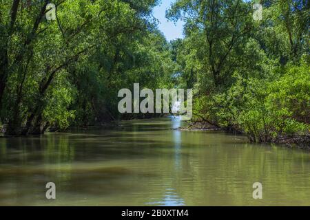 Flutwald im Donau-Delta, Rumänien, Donau-Delta Stockfoto