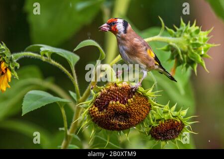 Eurasische Goldfink (Carduelis carduelis), ernährt sich von Sonnenblumensamen, Deutschland, Baden-Württemberg Stockfoto