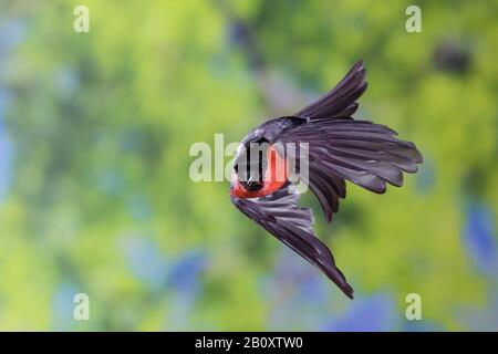 Stierkampfarena, Eurasische Stierkampfarena, Nordbullfinch (Pyrrhula pyrrhula), männlich im Flug, Vorderansicht, Deutschland Stockfoto