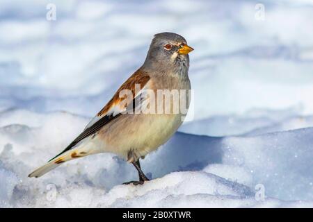 Weiß geflügelte Schneefinke (Montifringilla nivalis), im Schnee sitzend, Schweiz Stockfoto