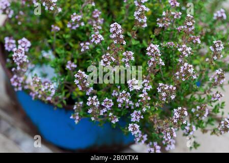 Gartenthyme, englischer Thymian, häufiger Thymian (Thymus vulgaris), blüht in einem Topf, Deutschland Stockfoto