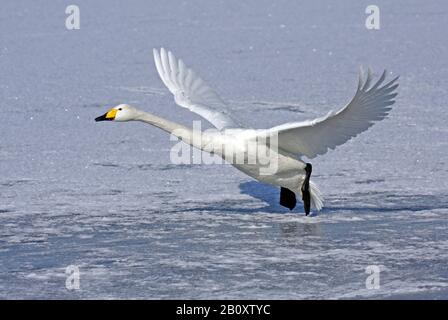 Whooper-Schwan (Cygnus cygnus), Start aus tiefgefrorenem See, Japan, Hokkaido Stockfoto