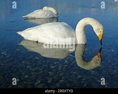 Whooper-Schwan (Cygnus cygnus), zwei Schwäne im Wasser im Winter, Japan, Hokkaido Stockfoto