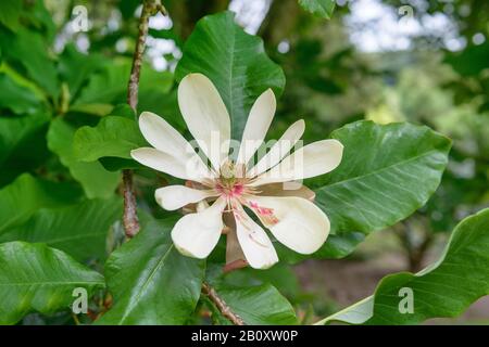 Regenschirm Magnolia, Regenschirm Tree, Magnolia Parasol (Magnolia tripetala), Blooming, Großbritannien, England Stockfoto