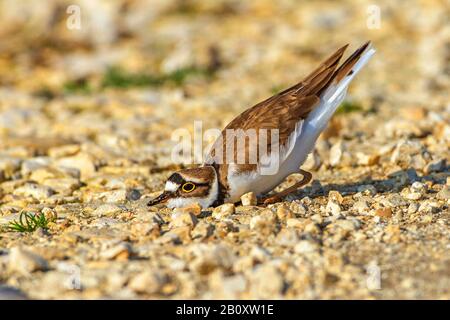 Wenig umher (Charadrius dubius), am Boden eine Nestpfanne bauen, Seitenansicht, Deutschland, Baden-Württemberg Stockfoto