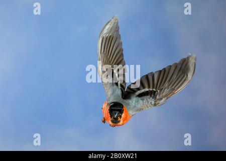 Stierkampfarena, Eurasische Stierkampfarena, Nordbullfinch (Pyrrhula pyrrhula), männlich im Flug, Vorderansicht, Deutschland Stockfoto