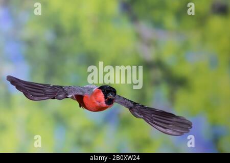 Stierkampfarena, Eurasische Stierkampfarena, Nordbullfinch (Pyrrhula pyrrhula), männlich im Flug, Vorderansicht, Deutschland Stockfoto