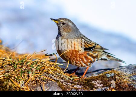 Alpine accentror (Prunella collaris), auf dem Boden sitzend, Schweiz Stockfoto