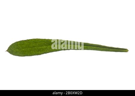 Spaltvögel, Gänsegras, Catchweed Bettstroh (Alium aparine), Blatt, Ausschnitt, Deutschland Stockfoto