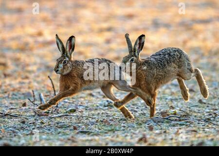 Europäischer Hase, brauner Hase (Lepus europaeus), zwei laufende braune Hasen, Seitenansicht, Deutschland, Baden-Württemberg Stockfoto