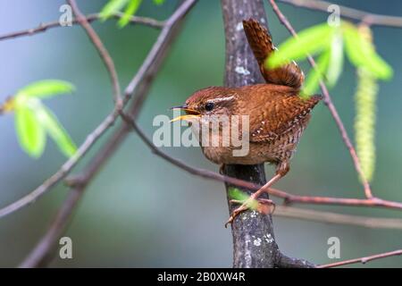 Eurasischer Wren (Troglodytes troglodytes), singender Männchen, Deutschland, Baden-Württemberg Stockfoto