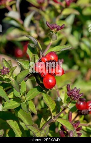 Woodbine Honigsuckle, englische Wildhonigsuckle (Lonicera periclymenum Chic & Choc), Cultivar Chic & Choc, Deutschland, Niedersachsen Stockfoto