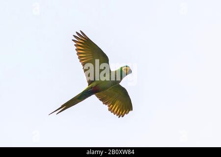 Rot belaubte Macaw (Orthopsittaca manilatus), im Flug, Blick von unten, Trinidad und Tobago, Trinidad Stockfoto