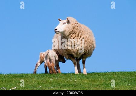 Hausschafe (Ovis ammon f. Widder), auf einer Weide mit zwei Lämmern, Deutschland, Schleswig-Holstein Stockfoto