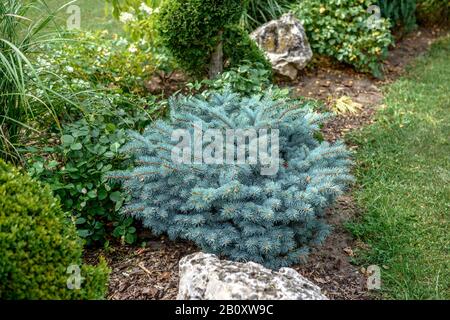 Colorado-Blaufichte (Picea pungens 'Glauca Globosa', Picea pungens Glauca Globosa), Kultivar Glauca Globosa, Deutschland, Bayern Stockfoto