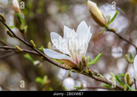 Kobus Magnolia (Magnolia kobus), Blooming, Silesia, Niedermösien Stockfoto