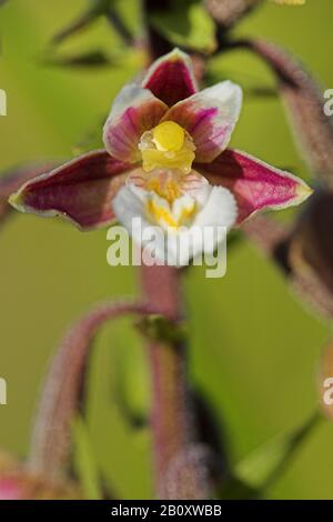 Marsh Helleborine (Epipactis palustris), Blume, Niederlande Stockfoto